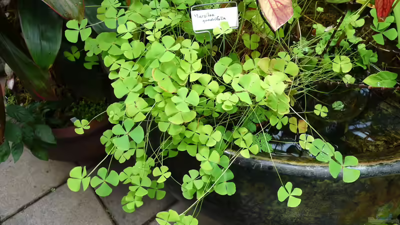 Natürlicher Unterwasserrasen im Teich: Grasartige Pflanzen als dekorativer Bodendecker