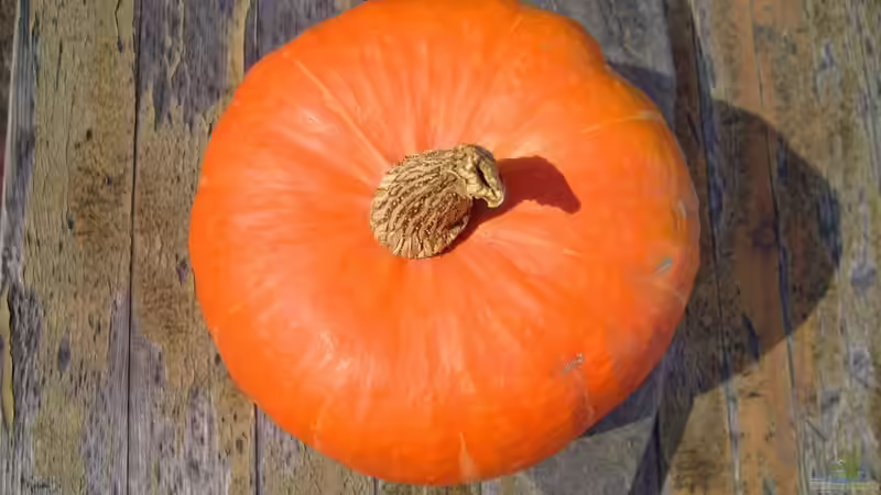 Natürliches Futter für Wirbellose: Der Hokkaido-Kürbis