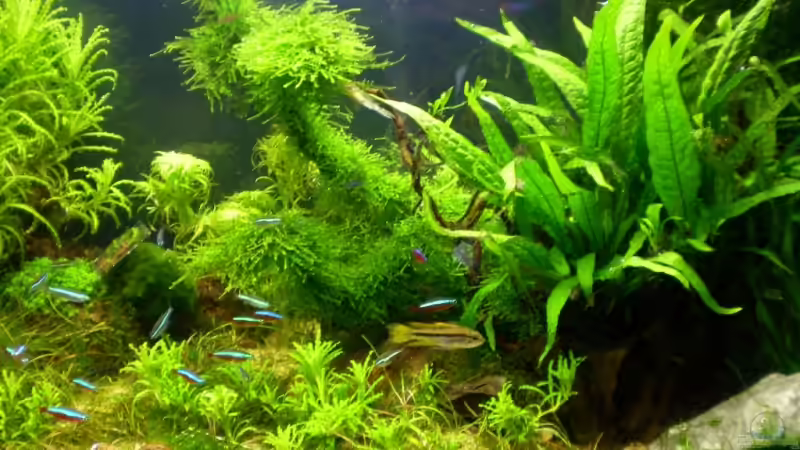 Natur von Marc Joist (4)