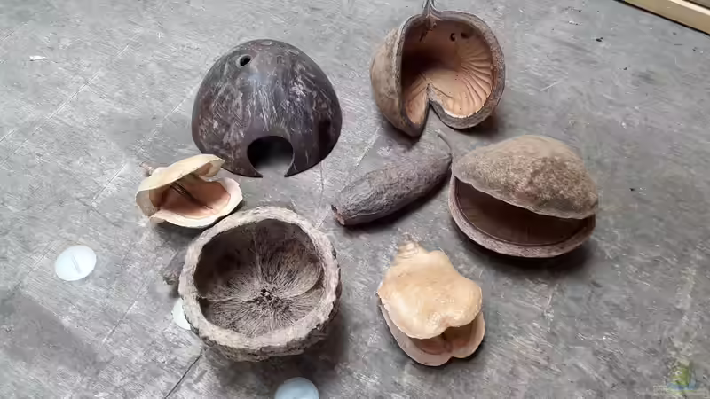 Naturdeko von Fichte (24)