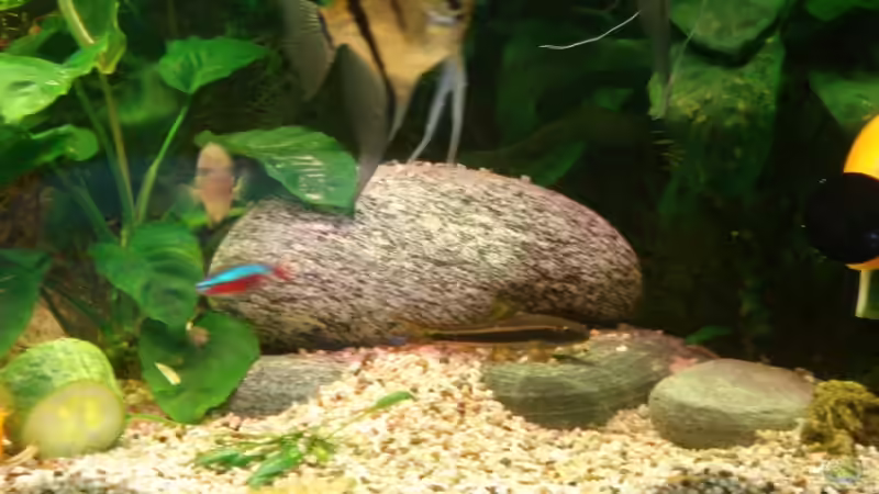 Naturgestein von Korbi (22)