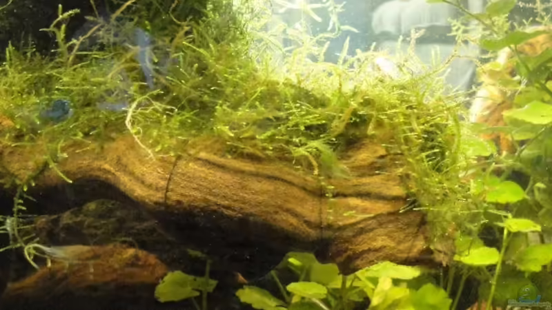 Naturholz im Aquarium: Weinrebe und andere Alternativen