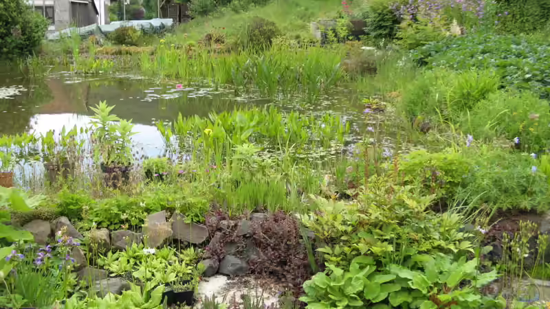 Naturteiche - Lebensraum statt Deko-Objekt