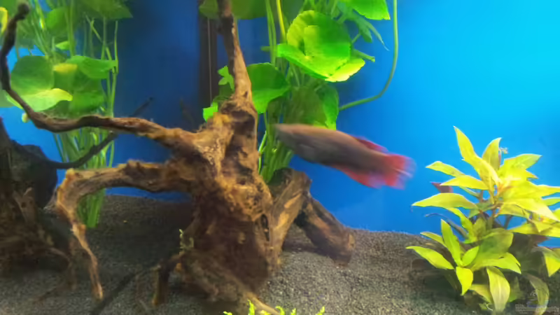 Naturwurzel2 von Shiml (12)