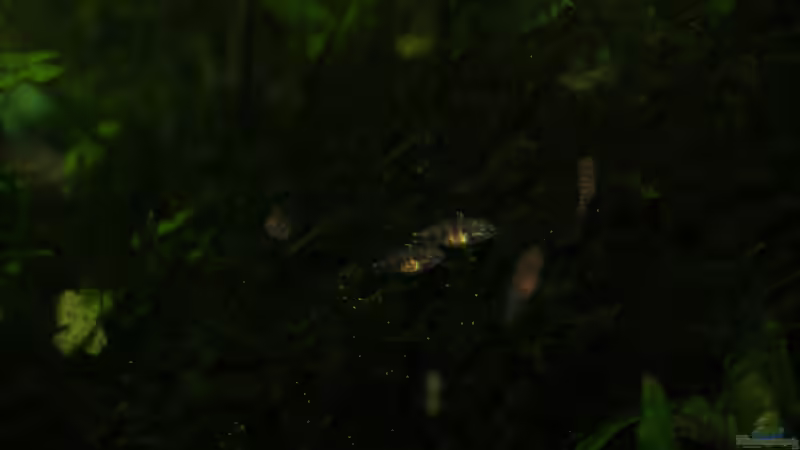 Nauplien und  Baby ca. 4 Wochen alt von Aniram (11)