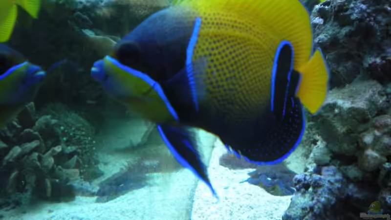 Navachus von Frank Haipeter (13)