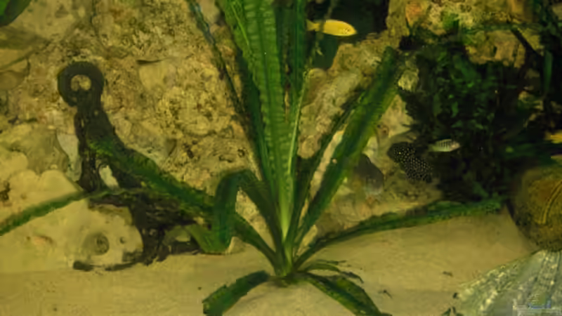 Nazissengewächs 1 von Heiko Schrandt (14)