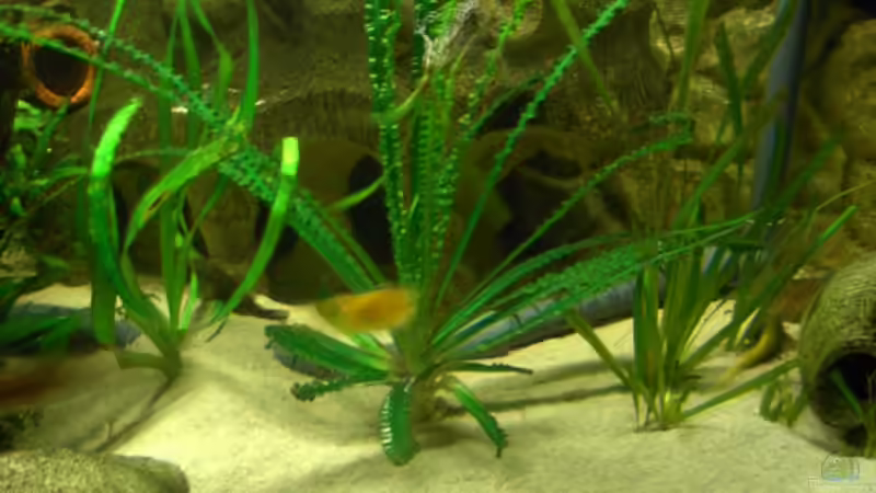 Nazissengewächs 2 von Heiko Schrandt (15)