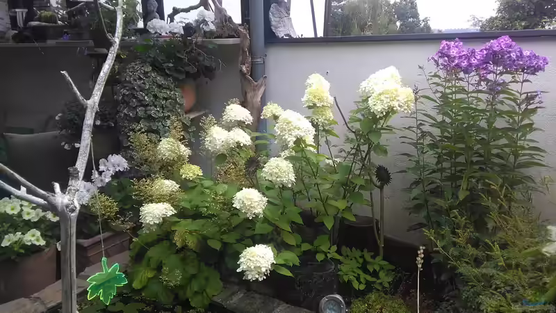 ??nderung der Bepflanzung um den Teich 2017 die Hostas wurden einfach zu wuchtig von Grünhexe (9)