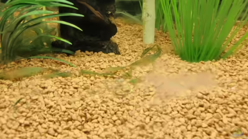 nebel des grauens ? von EcoSyS (10)