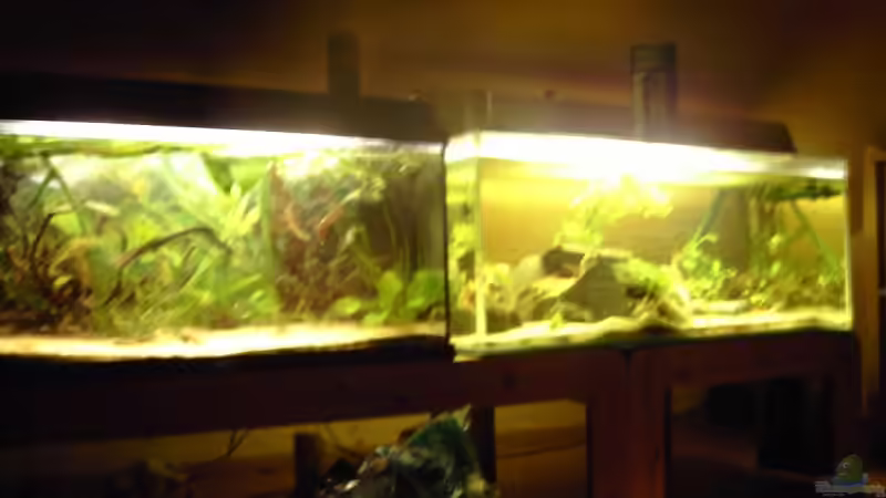neben 200l zuchtbecken mit ´l134´ ´l144´ und loricaria simillima von -=Diskus-Fan=- (5)