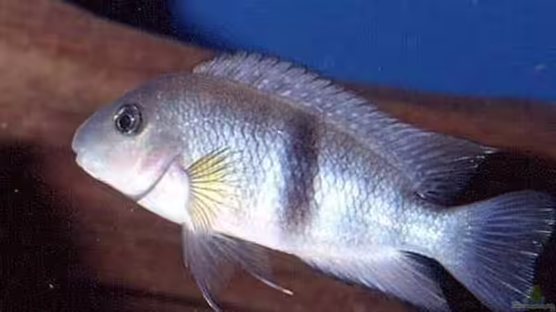 Neetroplus nematopus ??? Arbeiter-Tropheus