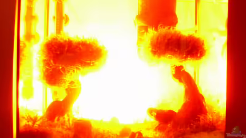 Nein! - Nur Menschen machen Atombombentests! (Zufallsbild) von Pascal Kapphan (10)