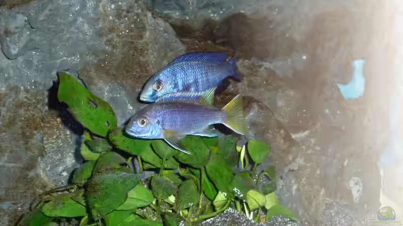 Nein,nein, es ist nicht wie es ausschaut von Couro (11)