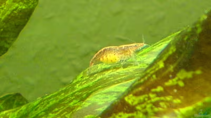 Neocaridina palmata im Aquarium halten (Einrichtungsbeispiele mit Marmor- oder Nektarinengarnelen)