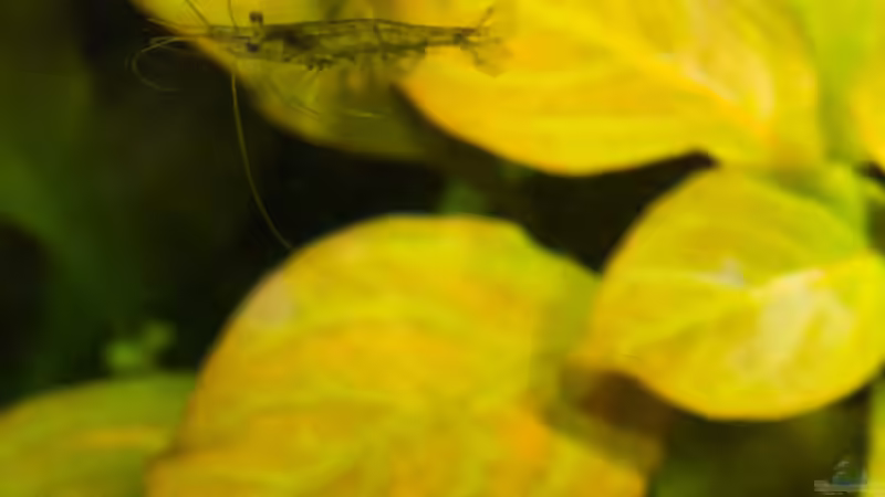 Nelchen aus der Draufsicht  19.08.15 von Betta Chris (160)