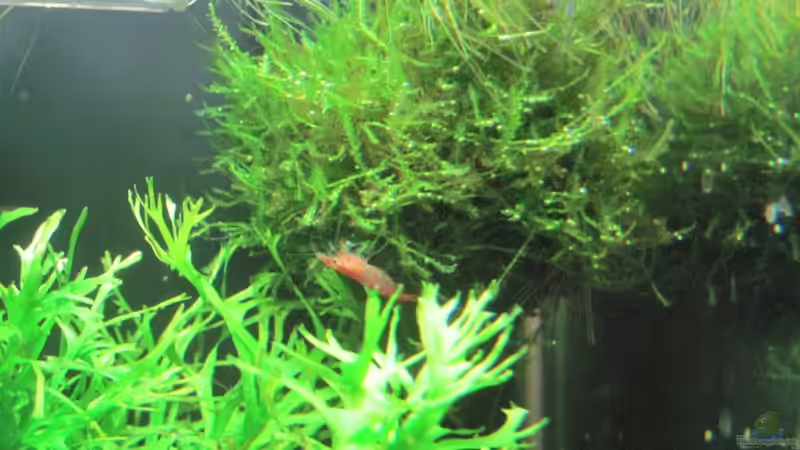 Nele auf Biosphärenball von Opodeldok (47)