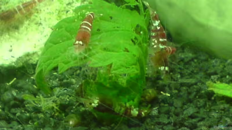 Nelen beim fressen von Kristin Bönisch (3)