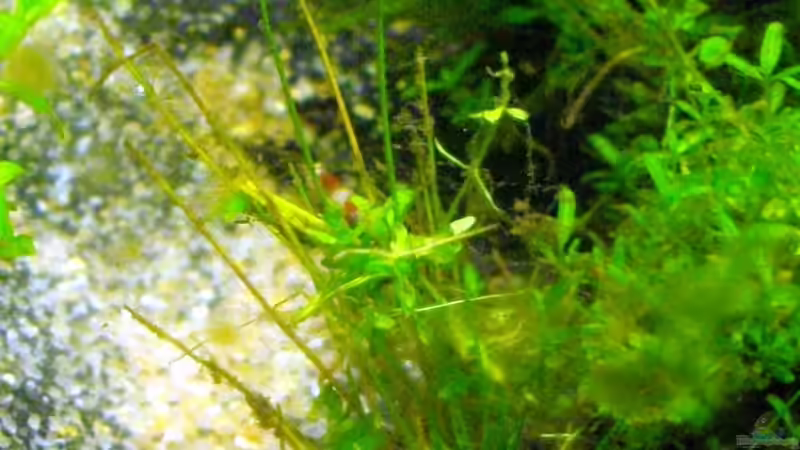 Nelen on the way...! ;-) von Caricciola (17)