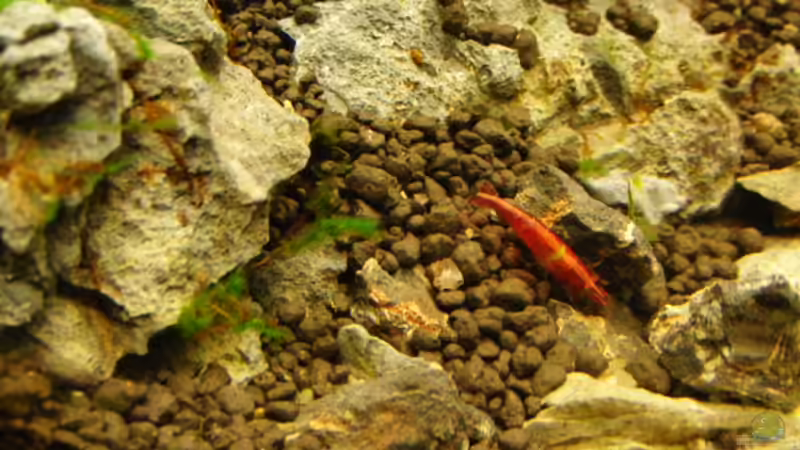 neli von Microsash (29)