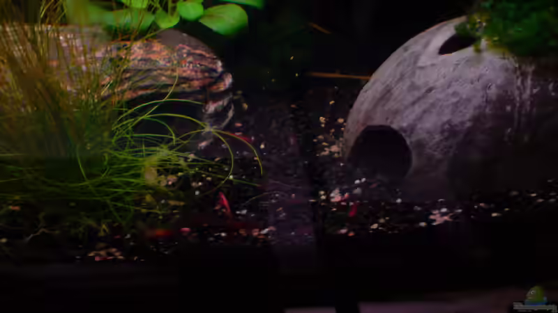 Nelis Grün und Rot von Dasy (11)