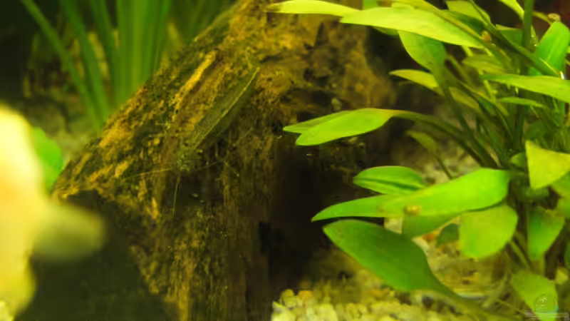 Nelle von Onkel (14)