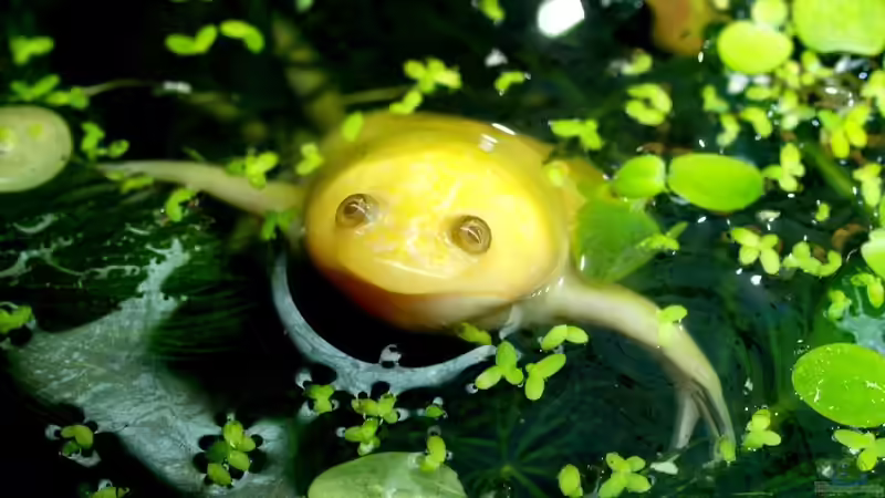 Nelson ruht sich aus von JR (15)