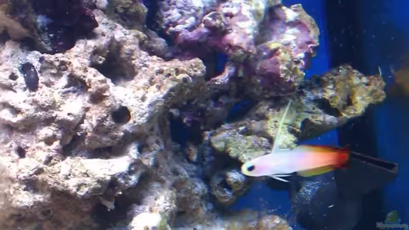 Nemateleortis.Magnifica -Prachtschwertgrundel von Rene Rohrer (11)