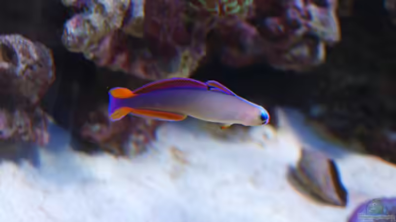 Aquarien mit Nemateleotris decora (Dekor-Schwertgrundel)