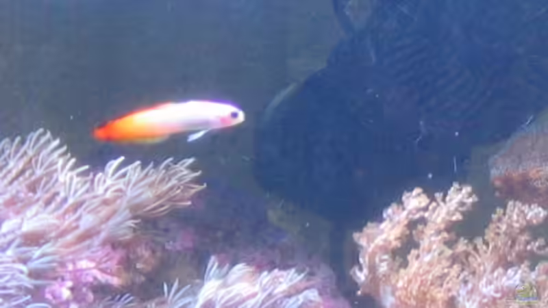 Aquarien mit Nemateleotris magnifica (Feuerschwertgrundel)