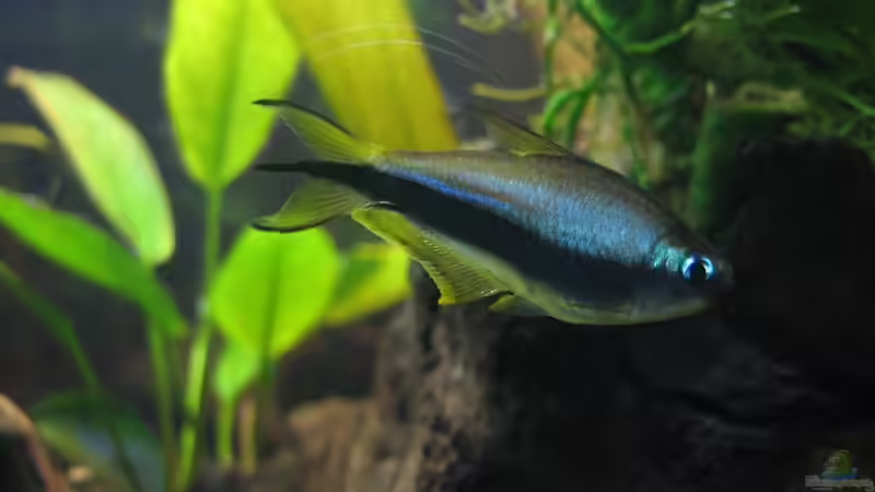 Nematobrycon palmeri - Kaisersalmler 1 von Marco B. (32)