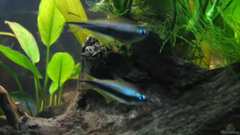 Nematobrycon palmeri - Kaisersalmler 2 von Marco B. (33)