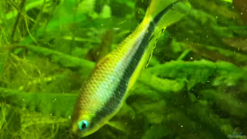 Nematobrycon palmeri  von Sascha-M.K. (9)