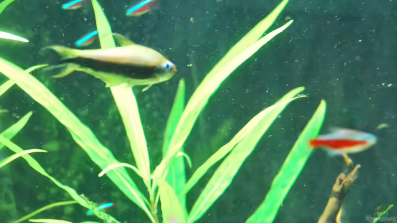 Nematobrycon Palmeri und Cheirodon Axelrodi von schmitzkatze (6)