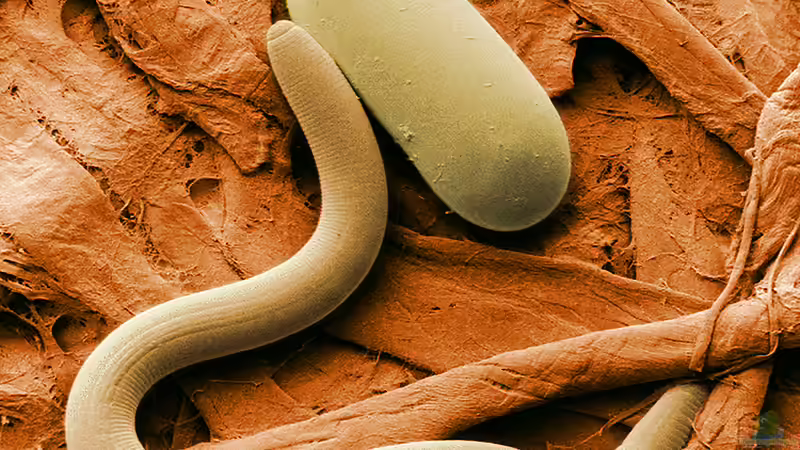 Nematoden - der Praxis-Guide für deinen Garten: nützliche Helfer, Schädlinge und Anwendung im Beet