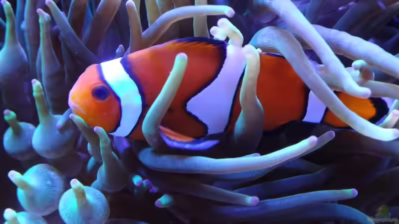 Nemo :-) von Andreas Stiller (5)