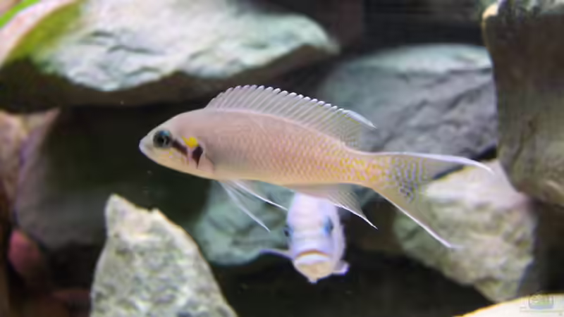 Nemo von Thimo Schneider (6)