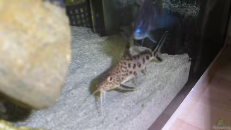 nen Multi und ein Ahli, rechter Felsen ist von der rechten Seite einsehbar von Wesermalawi (39)