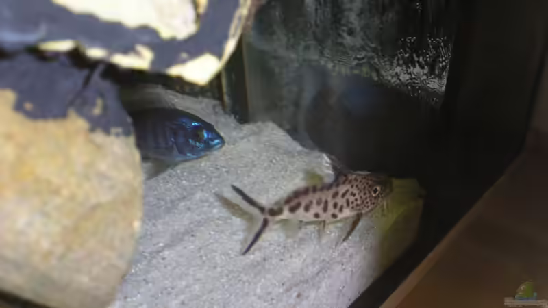 nen Multi und ein Ahli von Wesermalawi (40)