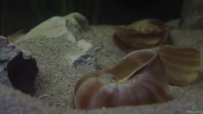 Neo. multi. Jungtier von Locke1992 (8)