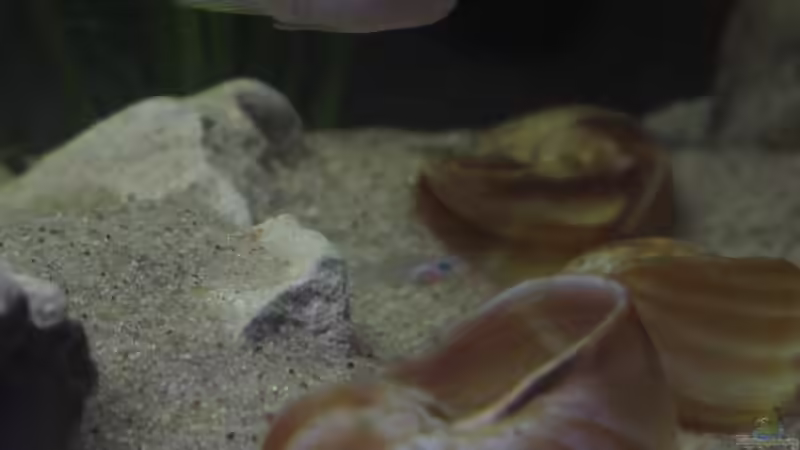 Neo. multi. Weibchen mit Jungtier von Locke1992 (9)