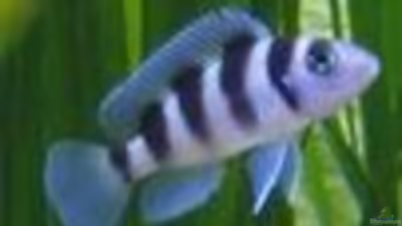 Neo. Tretocephalus von Tobinhio (7)