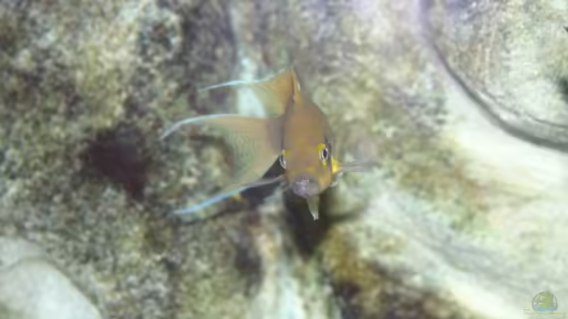 Neo Männchen von Ronald Müller (17)