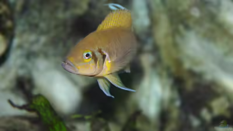 Neo Männchen (Zähne sind schön zu sehen) von Ronald Müller (18)