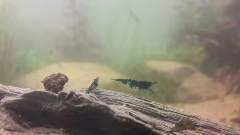 Neocardina von Vitus Vitus (7)