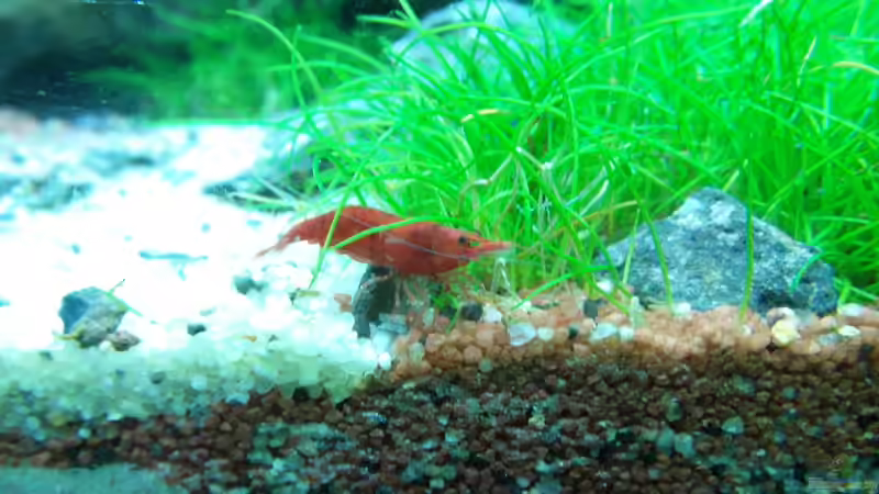 Neocaridina  von Intershrimpview (35)