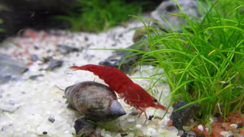 Neocaridina & Schneck´ von Intershrimpview (32)
