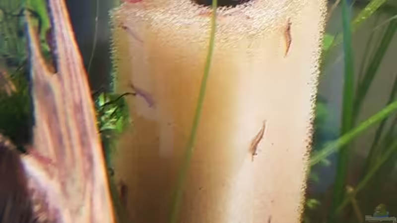 Neocaridina auf Vorfilterschwamm von Klaus R (35)