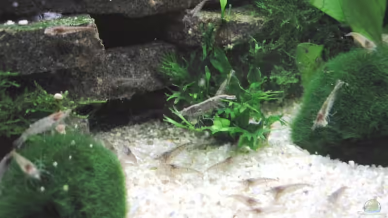 Neocaridina bei Fütterung von Monika Maier (11)