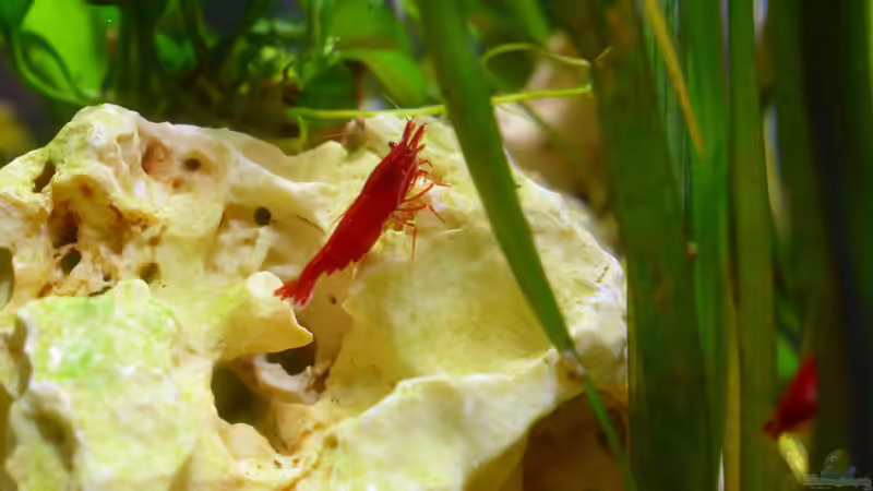 Neocaridina (Bloody Marry) von Sarah_Schneider (35)